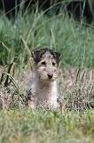 FOX TERRIER 206